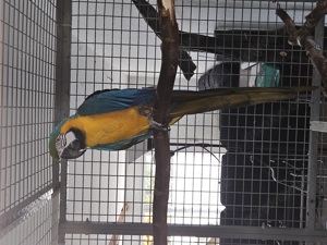 Gelbbrustara Hahn aus 2007, gechipt, DNA, Handaufzucht