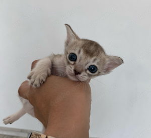 Reinrassige Singapura Kitten Bild 2