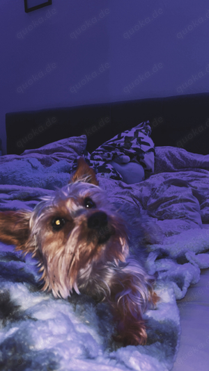Deckrüde yorkshire Terrier 