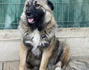 zaghafte Maddy sucht ein Zuhause. Adopt. don t shop.