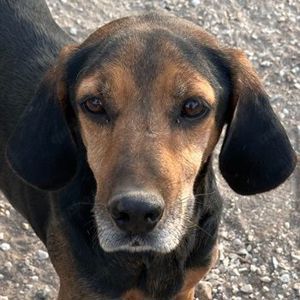 Pancho, geb. ca. 01 2020, lebt in GRIECHENLAND, im städt. Tierheim 