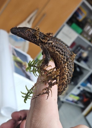 Borneo-taubwaran   1.1 Pärchen 