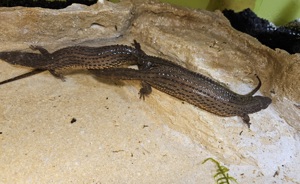 Borneo-taubwaran   1.1 Pärchen  Bild 4