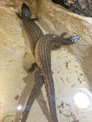 Borneo-taubwaran   1.1 Pärchen  Bild 2