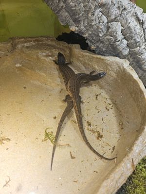 Borneo-taubwaran   1.1 Pärchen  Bild 3