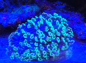 Goniopora Ableger alle Farben Bild 2