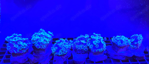 Goniopora Ableger alle Farben Bild 3