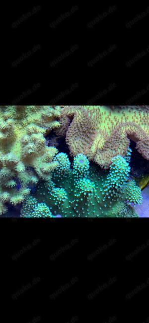 Pilzlederkoralle Weichkorallen Ableger Bild 5