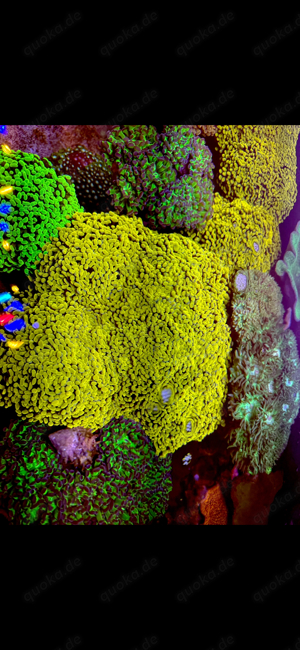 Euphyllia Golden Nugget Korallen Ableger