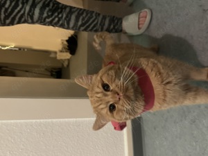 Simba der profi Decker Bild 3