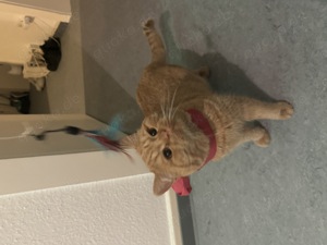Simba der profi Decker Bild 5