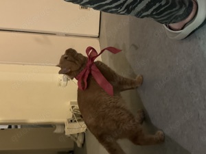 Simba der profi Decker