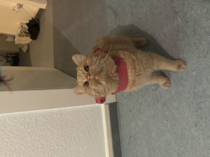 Simba der profi Decker Bild 2