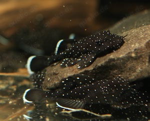 Ancistrus sp. L 181 - Tüpfelantennenwels - Weißsaum-Ancistrus