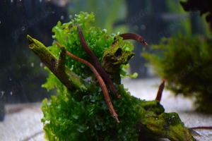 "Süßwasser Seepferdchen" kleine Seenadel Enneacampus ansorgii - faszinierende Zierfisch Rarität  Bild 4