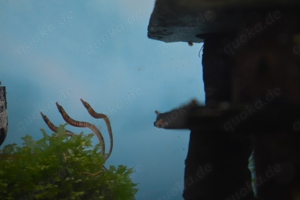 "Süßwasser Seepferdchen" kleine Seenadel Enneacampus ansorgii - faszinierende Zierfisch Rarität  Bild 2
