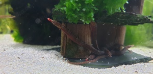 "Süßwasser Seepferdchen" kleine Seenadel Enneacampus ansorgii - faszinierende Zierfisch Rarität  Bild 5