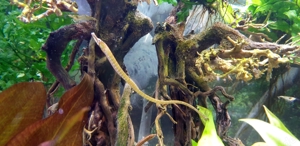"Süßwasser Seepferdchen" kleine Seenadel Enneacampus ansorgii - faszinierende Zierfisch Rarität  Bild 10