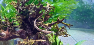 "Süßwasser Seepferdchen" kleine Seenadel Enneacampus ansorgii - faszinierende Zierfisch Rarität  Bild 7