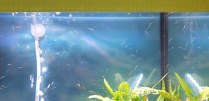 "Süßwasser Seepferdchen" kleine Seenadel Enneacampus ansorgii - faszinierende Zierfisch Rarität  Bild 8