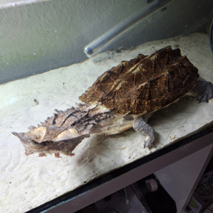 Matamata (chelus fimbriata)