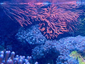 Kupferanemonen aus eigener Zucht Bild 2