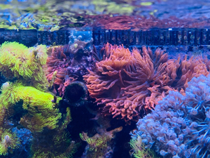 Kupferanemonen aus eigener Zucht Bild 3