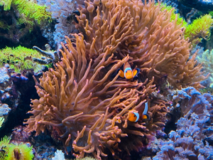 Kupferanemonen aus eigener Zucht Bild 4