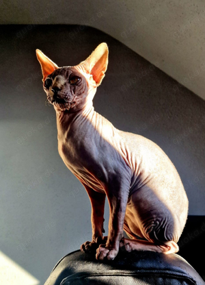 Reinrasiger Kanadischer Sphynx Deckkater