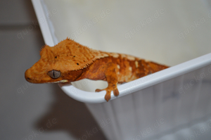 1.0 Kronengecko pet only Bild 3