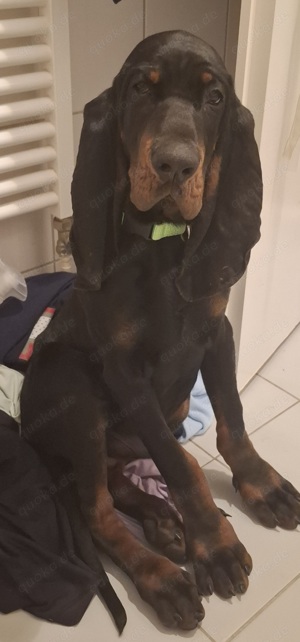 Coonhound Black and Tan Rüde zuverkaufen 