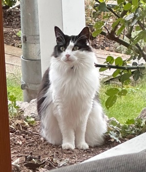 Maine Coon Katze 3 Jahre, sterilisiert sucht neues Zuhause 