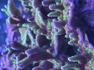 Montipora Confusa SPS Ableger Korallen Meerwasser 