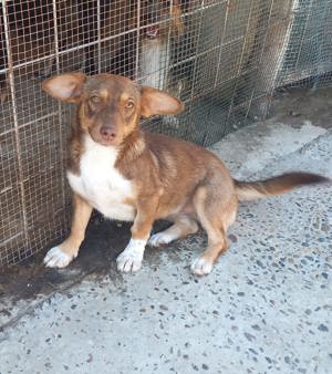 Hanni wartet seit 3 Jahren auf eine Anfrage Bild 8