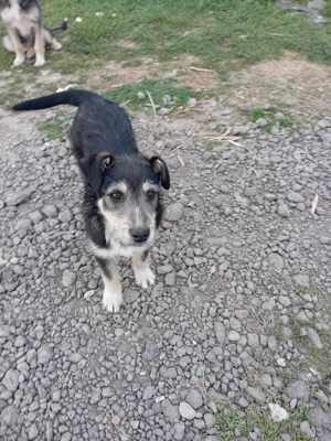 Junghündin Lotta wurde im Tierheim abgegeben Bild 7