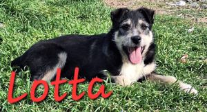 Junghündin Lotta wurde im Tierheim abgegeben Bild 6