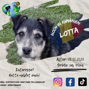 Junghündin Lotta wurde im Tierheim abgegeben