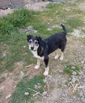 Junghündin Lotta wurde im Tierheim abgegeben Bild 9