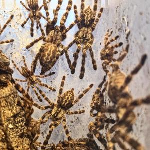 Biete Poecilotheria regalis ENZ 24