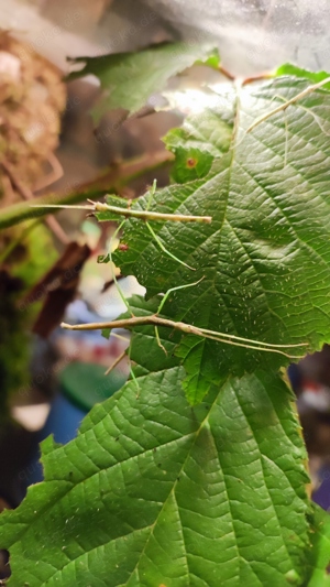 Medauroidea extradentata 