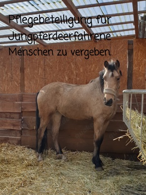 Zeit mit Pferd zu verschenken