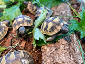 Griechische Landschildkröten Babys 2024