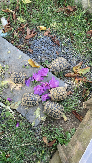 Griechische Landschildkröten Babys 2024 Bild 4