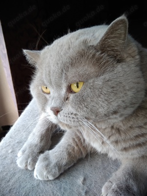typgerechter BKH Deckkater