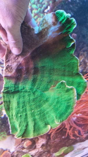 Meerwasser Koralle Montipora grüne Platte XXL