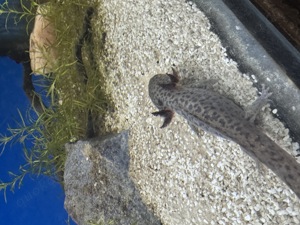 Axolotl - Ambystoma mexicanum 