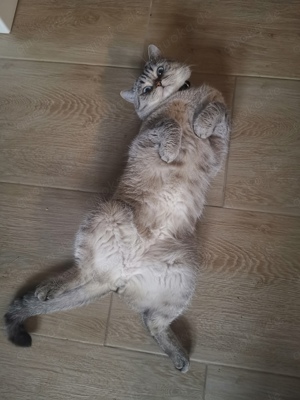 BKH Deckkater  Bild 5