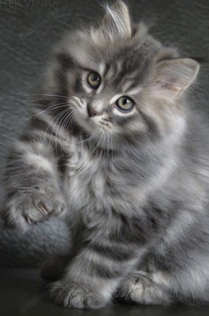 Reinrassige Main coon Kitten 