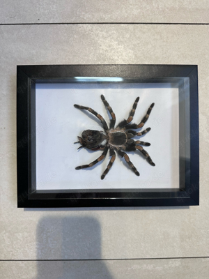 Vogelspinne (Präparat)