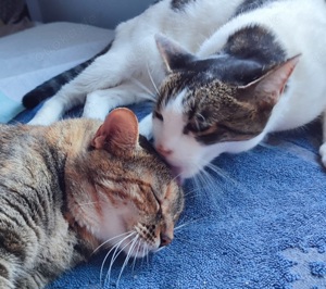 Liebe und anhängliche Katzen Maroneta und Blanquita suchen zusammen ein Zuhause mit Garten